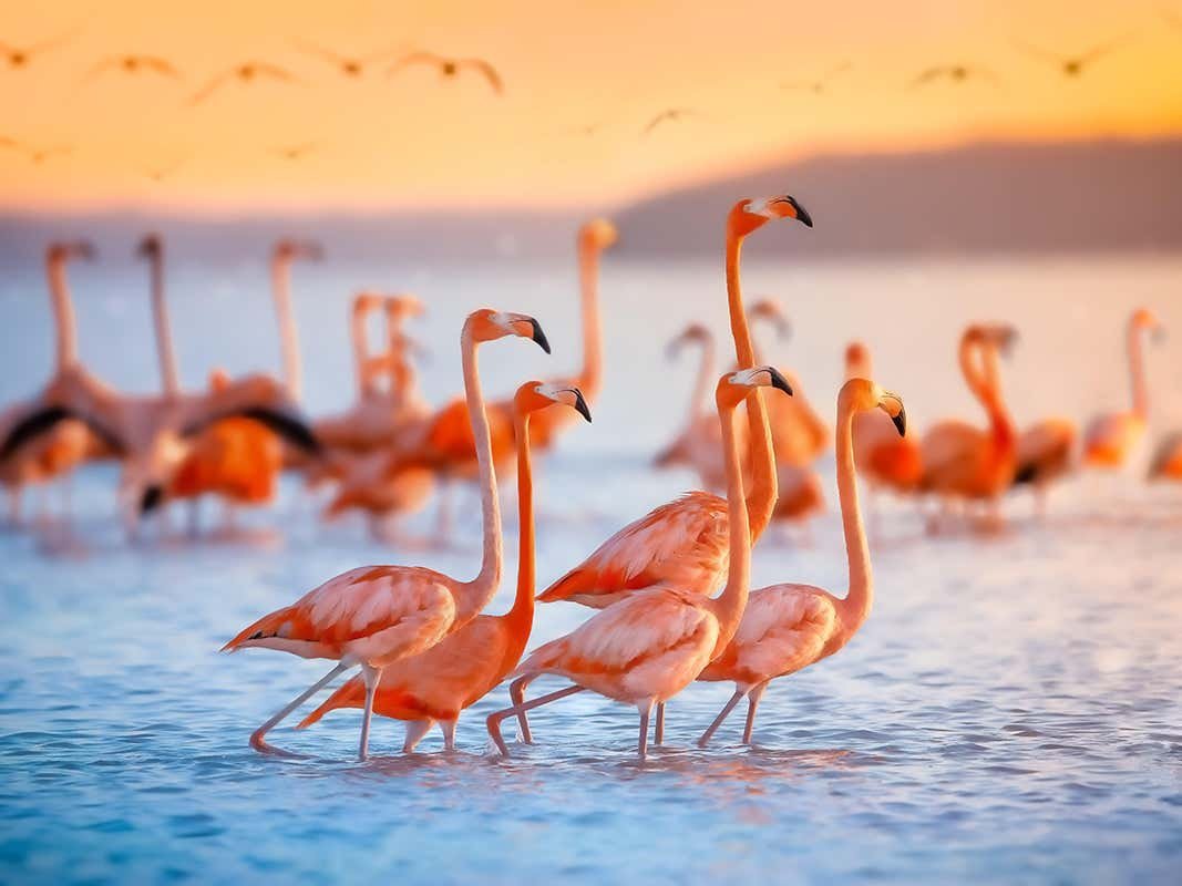 Flamingos Sanctuary